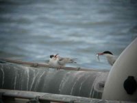 Common Tern CHead 1.JPG