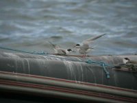 Common Tern CHead 2.JPG