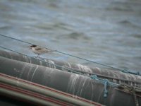 Common Tern Juv CHead .JPG