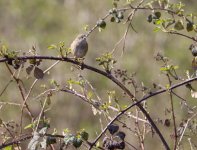 unidentified birds3.jpg