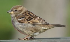 Sparrow1278.jpg