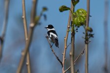 CollFlycatcher.jpg