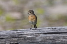 Redstart1.jpg