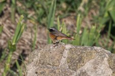 Redstart2.jpg