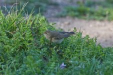 Chiffchaff.jpg