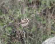 Siberian Stonechat_Byurakan_120423b.jpg