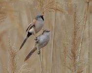 Bearded Tit_Armash_130423a.jpg