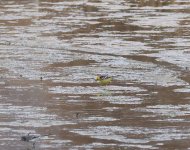 Citrine Wagtail_Armash_130423a.jpg