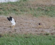 WT Lapwing_Armash_130423a.jpg