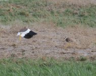 WT Lapwing_Armash_130423b.jpg