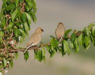 Desert Finch_Vedi_140423b.jpg