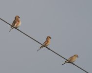 Desert Finch_Vedi_140423d.jpg