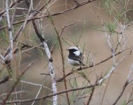 Finsch's Wheatear_Vedi_140423a.jpg