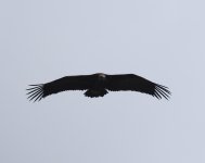 Black Vulture_Vedi_140423b.jpg