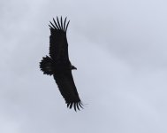 Black Vulture_Vedi_140423c.jpg