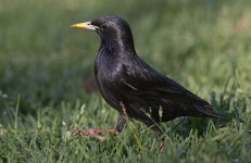 Spotless Starling 004.jpg