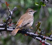 Rufous Bush-robin, Faneromeni, 270423 cc Ron McDonald.jpg