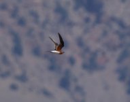 Collared Pratincole_Armash_150423a.jpg