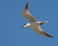 GB Tern_Armash_150423a.jpg