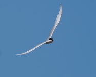 GB Tern_Armash_150423b.jpg