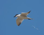 GB Tern_Armash_150423d.jpg