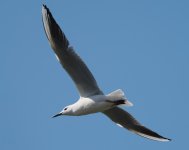 SB Gull_Armash_150423a.jpg