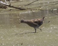 Spotted Crake_Armash_150423a.jpg