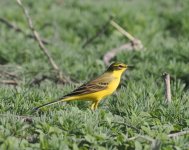 Yellow Wagtail_Armash_150423a.jpg