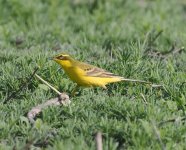 Yellow Wagtail_Armash_150423c.jpg