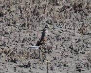 Steppe Merlin_Armash_150423a.jpg