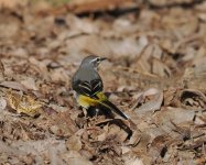 Grey Wagtail_Norvhank_160423a.jpg