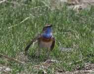 Bluethroat_Selim Pass_170423a.jpg