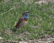 Bluethroat_Selim Pass_170423b.jpg