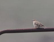 Rock Sparrow_Selim_170423a.jpg