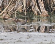 Spotted Crake_Sevan_170423a.jpg