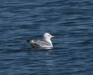 Armenian Gull_Sevan_180423a.jpg