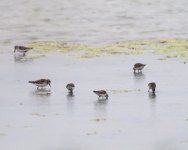 Little Stint_Spiros_190423a.jpg