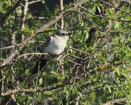 GS Cuckoo_Troodos_200423a.jpg