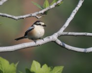 Masked Shrike_Troodos_200423a.jpg