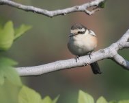 Masked Shrike_Troodos_200423b.jpg