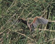 Purple Heron_Limassol_200423a.jpg