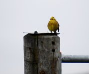 Yellowhammer.jpg