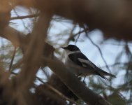 Collared Flycatcher_Aspro_210423a.jpg