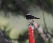 Cyprus Pied Wheatear_Troodos_210423a.jpg