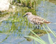 Little Stint_Agia Varvara_210423a.jpg