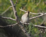 Spotted Flycatcher_Aspro_210423a.jpg