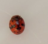 24-spot ladybird ex P5130036_edited.jpg