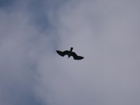 Honey_Buzzard2.jpeg