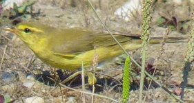 Chiffchaff, Iberian 1.jpg