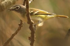 Blue headed vireo.jpg